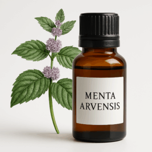 Menta Arvenses Óleo