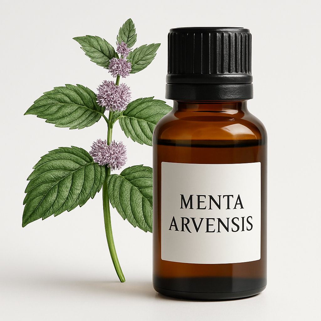 Menta Arvenses Óleo