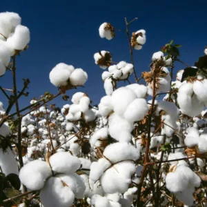 EBS/2210 ESSENCIA ALGODÃO