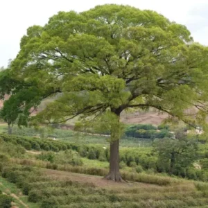 EBS-2467  ESSENCIA CABREUVA