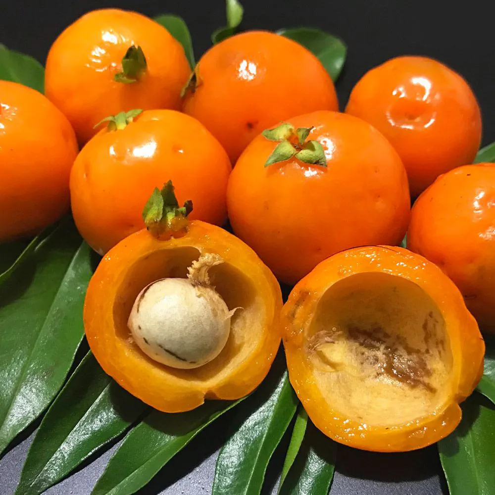 EBS-2466 ESSENCIA UVAIA